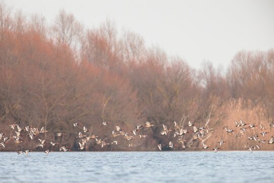Early morning light casts a soft glow on a tranquil lake where numerous birds rise into the sky, their wings flapping in perfect harmony with the natural beauty all around