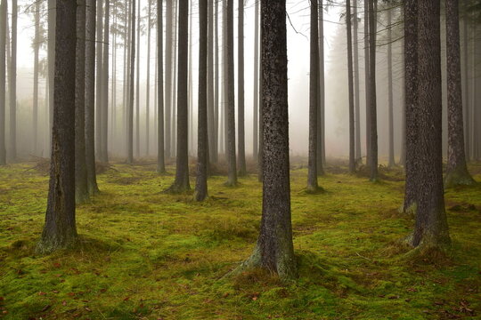Brdy forest in fog in autumn