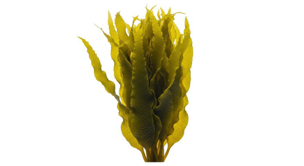 Fresh golden kombu seaweed PNG isolated on transparent background, edible kelp algae for Asian cuisine and healthy food © Aliona