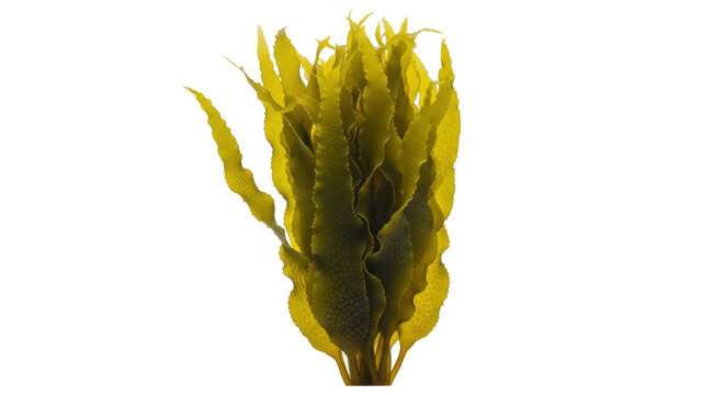 Fresh golden kombu seaweed PNG isolated on transparent background, edible kelp algae for Asian cuisine and healthy food