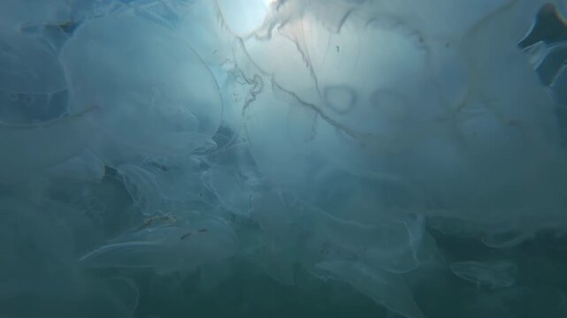 Slow motion, camera slowly moves down, switching from close-up to wide shot of huge number of translucent Moon jellyfish floating under surface of water illuminated by bright backlit sun, POV view
