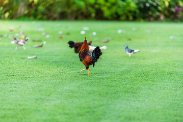 Fototapeta premium A vibrant wild rooster with black and copper feathers stands prominently on a manicured green lawn, accompanied by several hens in a tropical Kauai garden setting.