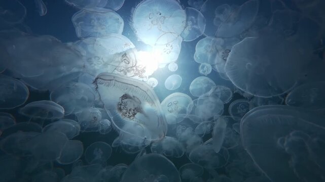 Close-up panorama of many Moon jellyfish floating under water's surface carried by sea current against backdrop of blue sky and bright sunrays. Lots of common jelly in vivid sunshine backlit by sun