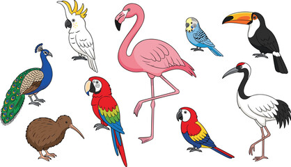 Fototapeta premium Colorful tropical and exotic bird collection vector illustration featuring flamingo, parrot, toucan, peacock, cockatoo, kiwi and crane