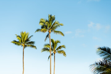 Fototapeta premium Low-angle view of vibrant green palm tree fronds reaching toward a bright, partially cloudy blue sky in the tropical environment of Kauai.