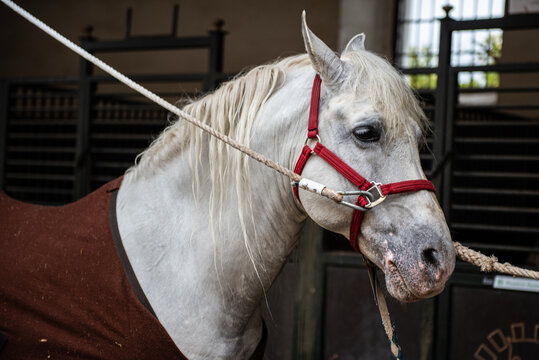 El caballo mira triste, a la espera de ser montado