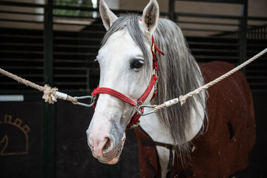 El caballo mira triste, a la espera de ser montado