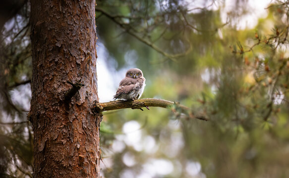 Glaucidium passerinum sits on a branch and looks at the prey.
