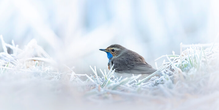 White spotted bluethroat Luscinia svecica cyanecula sitting on a frosty day on frosted ground.