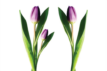 Obraz premium Three Purple Tulips Isolated on White Background