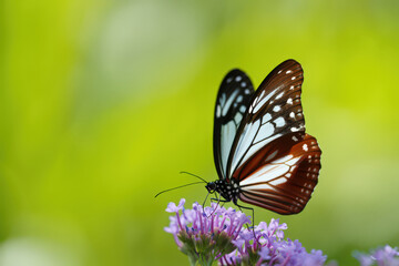 Graceful Butterfly Sipping Nectar from Delicate Purple Flowers with a Soft Green Background in a Natural Outdoor Setting Capturing a Moment of Serene Beauty