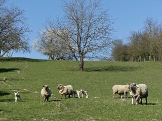 Hiking in the Argonne forest in France
