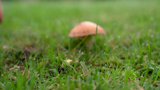 Mushroom season. Mushroom picker gathers Slippery Jack mushrooms in the forest after a summer rain
