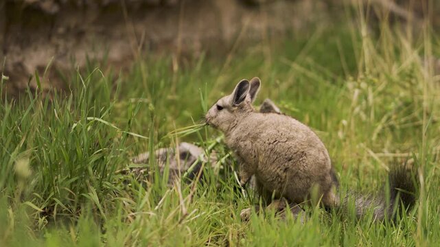 Southern viscacha eating long blades of green grass in a lush area of Patagonia, Argentina