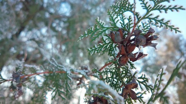 Close-up of frost-covered Thuja branches with leaves and seed cones swaying in wind against blue sky on winter day. Natural winter scene with frosty arborvitae.