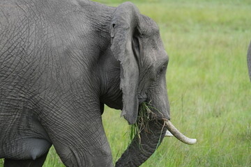 elephant qui mange de l'herbe
