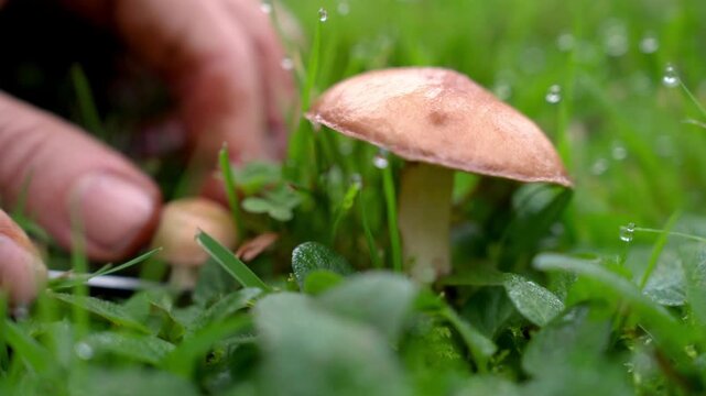 Mushroom season. Mushroom picker gathers Slippery Jack mushrooms in the forest after a summer rain