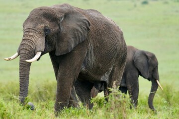 &eacute;l&eacute;phant et son &eacute;l&eacute;phanteau