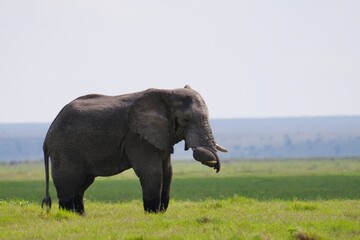 Fototapeta premium éléphant avec la trompe sur les défenses