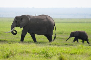 Fototapeta premium éléphant et éléphanteau vue de coté
