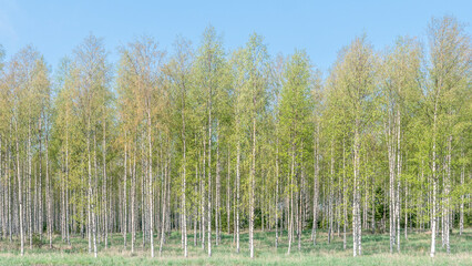  Forest birch landscape in spring © Conny Sjostrom