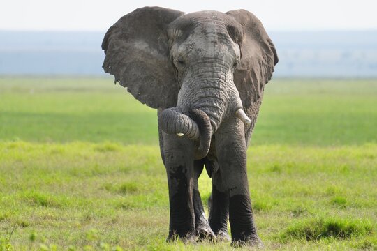 &eacute;l&eacute;phant qui enroule sa trompe