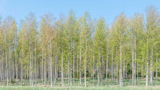 
Forest birch landscape in spring