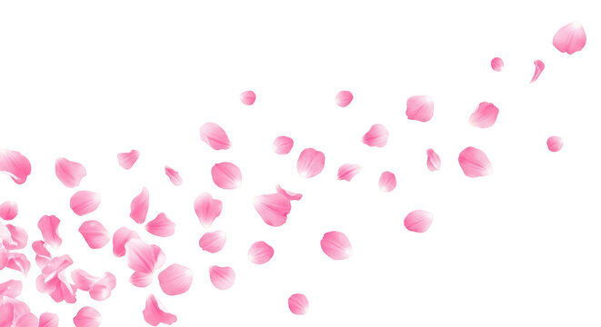 Pink rose petals falling isolated on transparent background with soft romantic feel