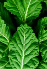 Fototapeta premium Fresh green leaves are growing in a garden with large plants