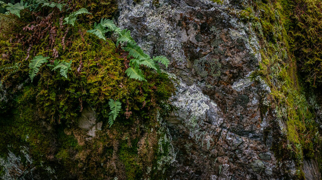 Closeup of a fallen leves on ground. Forest floor under nayural light.