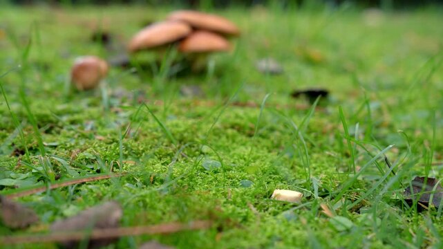 Mushroom season. Mushroom picker gathers Slippery Jack mushrooms in the forest after a summer rain