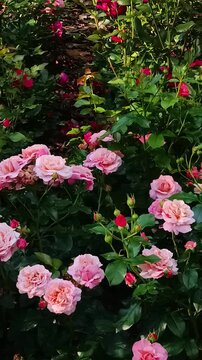 Blooming pink garden roses in sunlight, lush rose bushes with soft bokeh and natural light, romantic summer garden flowers, botanical beauty and floral background