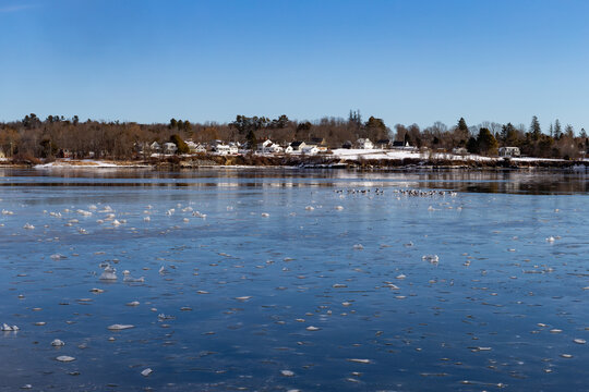 Seagulls standing on ice at Searsport Maine during a cold winter.