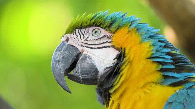 Close up portrait of blue and yellow macaw parrot with vibrant feathers