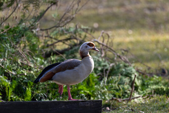 Nilgans