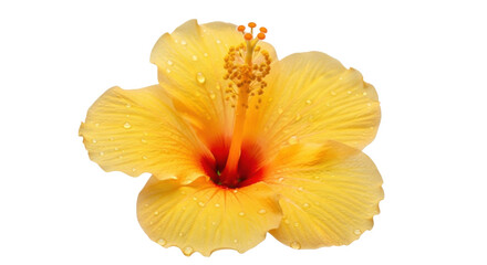 Vibrant yellow hibiscus flower PNG isolated on transparent background, tropical bloom with water droplets for summer designs © Corotaev