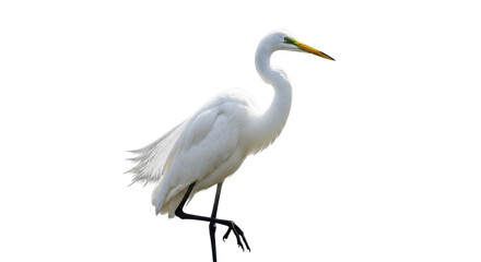 Obraz premium Elegant great egret PNG isolated on transparent background, graceful white bird with yellow beak standing on one leg, wildlife cutout