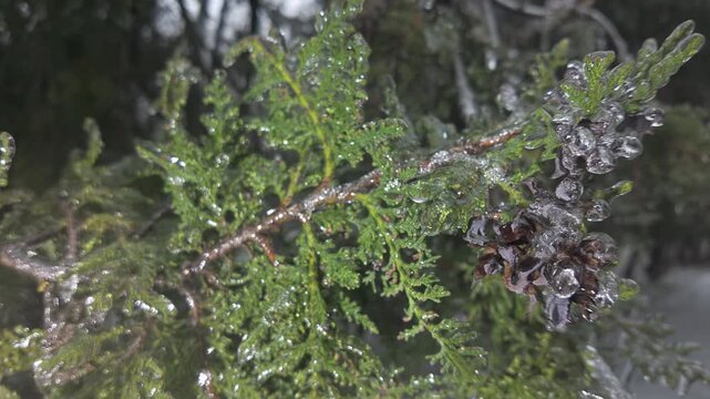 Close-up of twigs with evergreen leaves on arborvitae covered in thin layer of ice sparkling in light, concept transition from fall to winter. Natural winter scene: icicle green branches of thuja tree