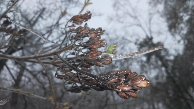 Close-up of tree branches with seeds are covered in thin layer of ice, concept of rapid weather change during seasonal transitions from fall to winter. Natural winter scene: iced branches of tree 