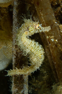 Graceful Syngnathid: A Long-snouted Seahorse (Hippocampus guttulatus) standing upright in a seagrass meadow, Tamariu, Spain