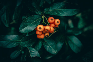 A close up of bright orange Firethorn berries and green leaves
