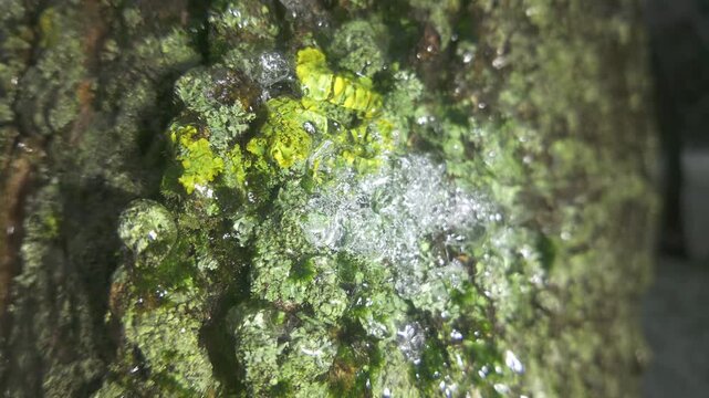 Сlose-up of green moss and lichen on tree trunk is covered with layer of ice and brilliants in sun light. Panning along icy trunk of tree. Natural winter scene with frozen tree sparkles on sunbeams