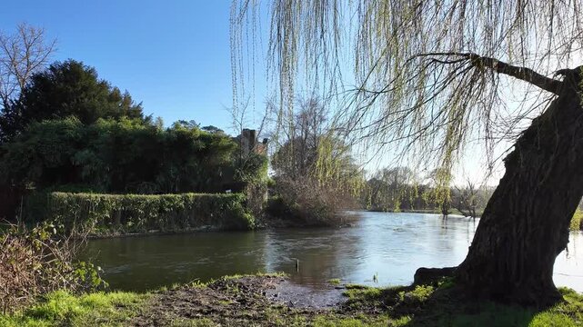 Salisbury Wiltshire England UK. 02.03.2026. Video. Early springtime view of the River Avon with a Weeping willow tree on the river.bank seen against the afternoon sunlight.