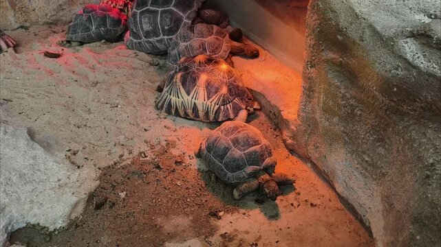 Turtles rest in a sandy enclosure with warm lighting. One turtle has a star-shaped shell pattern. Another turtle is partially hidden beneath a rock