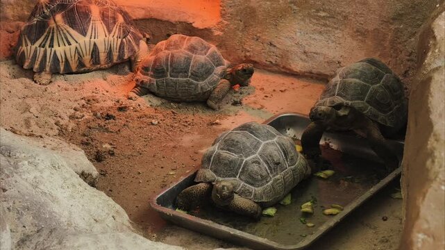 Turtles rest in a sandy enclosure with warm lighting. One turtle has a star-shaped shell pattern. Another turtle is partially hidden beneath a rock
