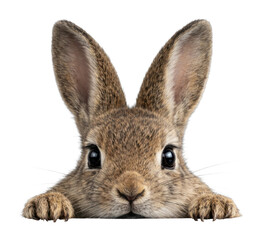 Obraz premium PNG Adorable rabbit peeking curiously.