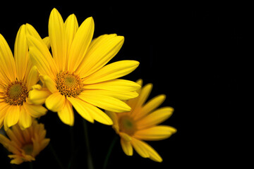 Fototapeta premium Radiant Yellow Daisies Against a Dark Backdrop A Captivating Floral Display Showcasing the Beauty and Simplicity of Nature's Golden Hues in a Striking Composition