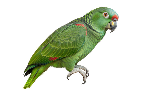 Green parrot PNG isolated on transparent background, colorful tropical bird with red accents for design projects and educational use