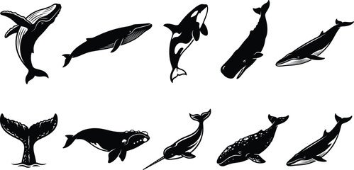 Whale silhouette collection featuring humpback whale, orca, sperm whale, narwhal and blue whale in elegant marine wildlife vector illustration set © creativeDesigner2023
