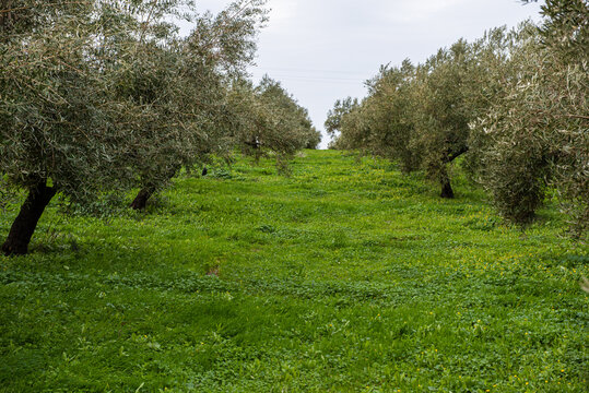 El olivar es un tesoro de la humanidad para obtener esa maravilla que es el aceite el precioso l&iacute;quido dorado